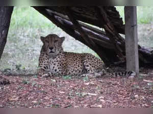Batch of 12 cheetahs to be flown in from South Africa in Feb