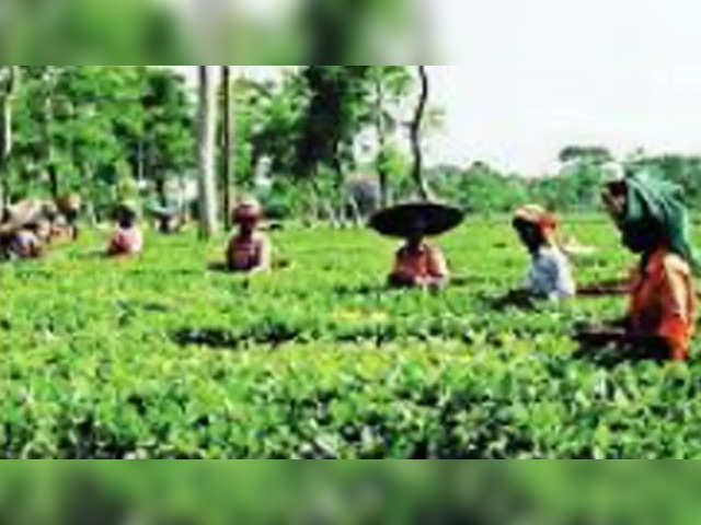United Nilgiri Tea Estates Co. | CMP: Rs 278
