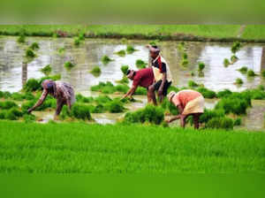 The maximum number of people engaged in farming sector who committed suicide in year 2020 in MP were agricultural labourers (Image used for representational purpose only)