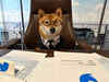 Elon Musk's dog sends canine cryptos Doge, Floki soaring