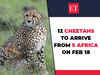12 cheetahs to be brought from S Africa on Feb 18; IAF plane & helicopters to be used to translocate