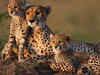 Not possible for India to reintroduce Asian cheetah: South African expert