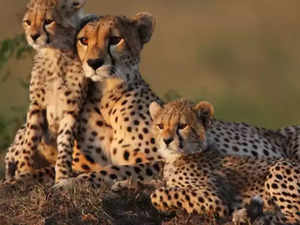 south-africa-signs-deal-with-india-to-relocate-dozens-of-cheetahs.