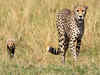 12 cheetahs from South Africa find new home in MP's Kuno National Park; animal count rises to 20