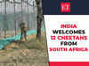 India welcomes 12 cheetahs from South Africa; Cheetah count rises to 20 at MP's Kuno National Park