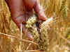 Wheat crop reaches vegetative phase in MP, parts of Punjab and Haryana
