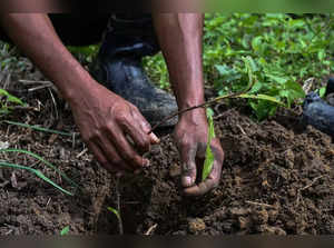 This photo taken on December 1, 2022 shows forest ranger Kuhkan Maas planting a tree at the Masungi Georeserve in Baras. In Manila, where more than 13 million people live, low-lying areas are often inundated when storms lash the Sierra Madre mountain range, which lies east of the city and acts as a natural barrier to severe weather. - To go with AFP story "Philippines-environment-climate-flood", FOCUS by Mikhail FLORES (Photo by JAM STA ROSA / AFP) / To go with AFP story "Philippines-environment-climate-flood", FOCUS by Mikhail FLORES