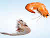 5 Key Differences Between Shrimp & Prawns