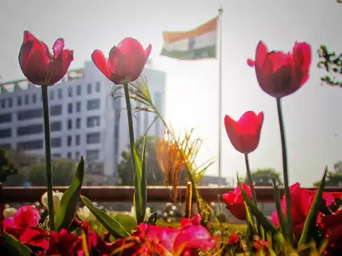 ​Tulip walk​