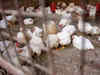 Nearly 4,000 chickens, ducks to be culled as Jharkhand reports bird flu outbreak