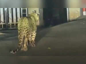 Leopard takes a stroll on streets of Nainital. See viral video