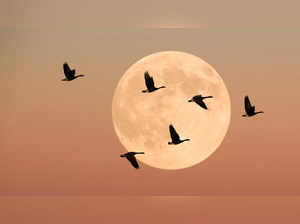 Full Worm Moon: Date, time of March Full Moon. Details here