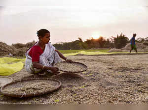 Mustard farmers