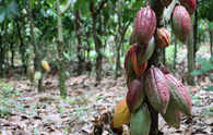 The environmental disaster lurking inside your chocolate bar