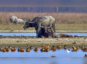 Morigaon: Wild buffaloes at Pobitora Wildlife Sanctuary on World Wildlife Day, i...
