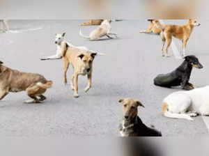dog attack: Why are friendly dogs turning ferocious? Here are the reasons  and how to stop the human-dog conflict - The Economic Times