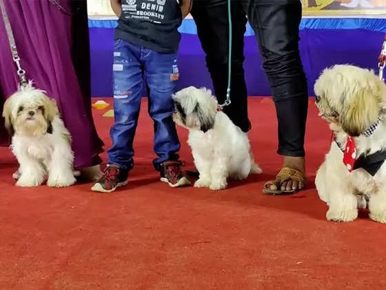 Watch: Puducherry Animal Husbandry, Animal Welfare Dept organises dog and  cat show - The Economic Times Video | ET Now
