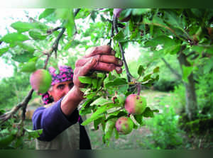 Demand for J&K, Himachal Apples Rises as Turkey Quake Hits Supply
