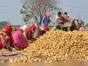 Agra: Farm labourers sort potatoes after harvesting them, at a field in Agra. (P...