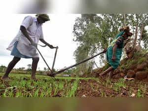Area under rabi crops up by 23 lakh hectares in 2022-23