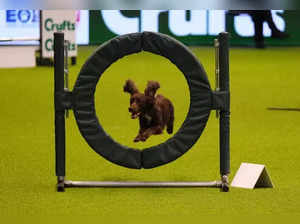 Crufts 2023: Schedule, how to watch, and all you need to know