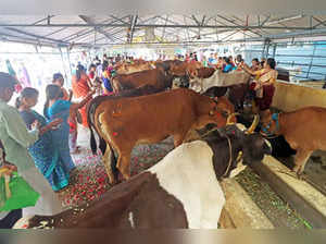 Chennai: Devotees offer prayers to cows to celebrate Mattu Pongal at a Gaushala in Chennai on Monday, Jan. 16, 2023. (Photo: Parthi Bhan/IANS)