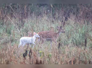 White Deer in UP's wildlife sanctuary stuns netizens