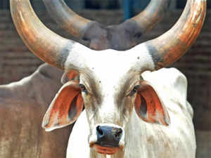 Guj to host 4-day event to promote investment in cow-based industry