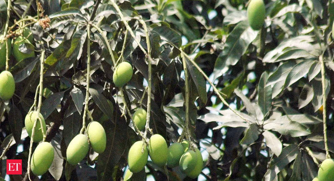 Mango plantation: A reminder of NREGA's contribution