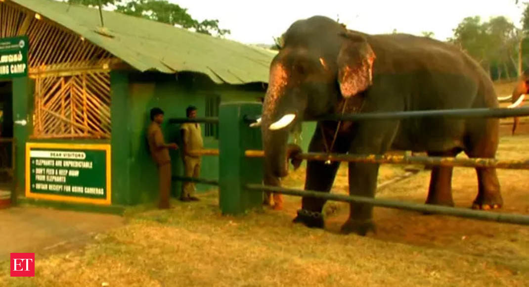 Tourists throng Mudumalai to see baby jumbo from Oscar-winning ‘Elephant Whisperers’