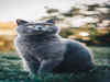 Top Seven Cat Breeds: See List