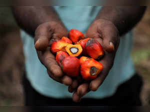 FILE PHOTO: Worker holds palm oil fruits as he poses at a plantation in Slim River