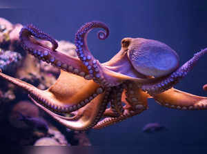 Scientists express concern over proposals for world's first octopus farm