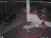 Leopard kills and drags away pet dog in Pune; incident caught on cam