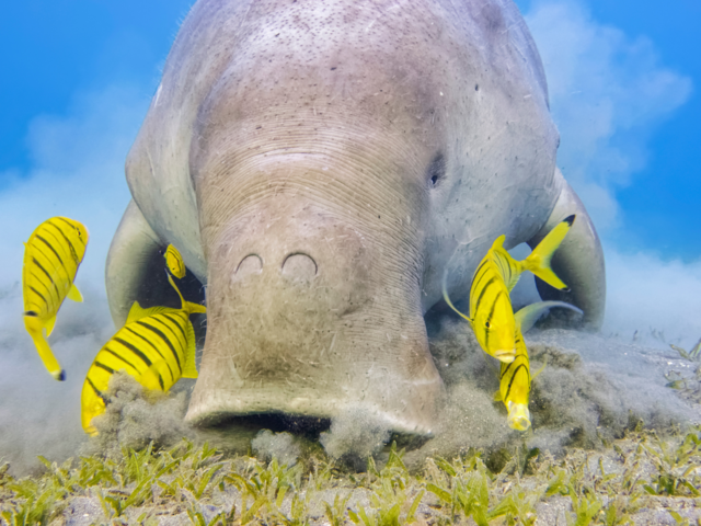 Why are dugongs going extinct?
