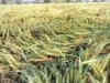 Gujarat: Crops damaged after unseasonal rain, hailstorm lashes Aravalli; farmers demand respite from govt
