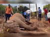 Elephant dies of electrocution in Odisha’s Keonjhar forest, watch!