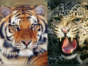 Tigers & leopards