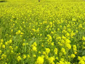 India to harvest record mustard crop in 2022-23, finds SEA’s crop survey