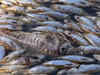 Millions of rotting dead fish in Australian river, watch!