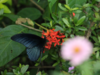 The butterfly park of Tripura you need to visit now