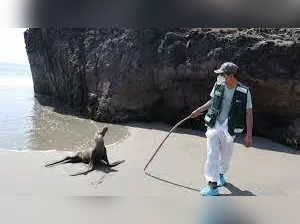 H5N1: Know about avian flu killing thousands of sea lions in Peru