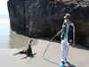 H5N1: Know about avian flu killing thousands of sea lions in Peru