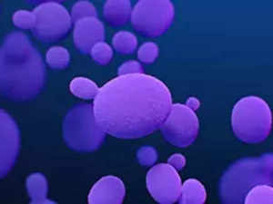 Candida auris: Know about the fatal drug-resistant fungus spreading across US and its symptoms