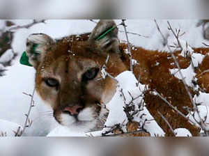 Colorado wildlife officials searching for mountain lion believed to have attacked man in hot tub