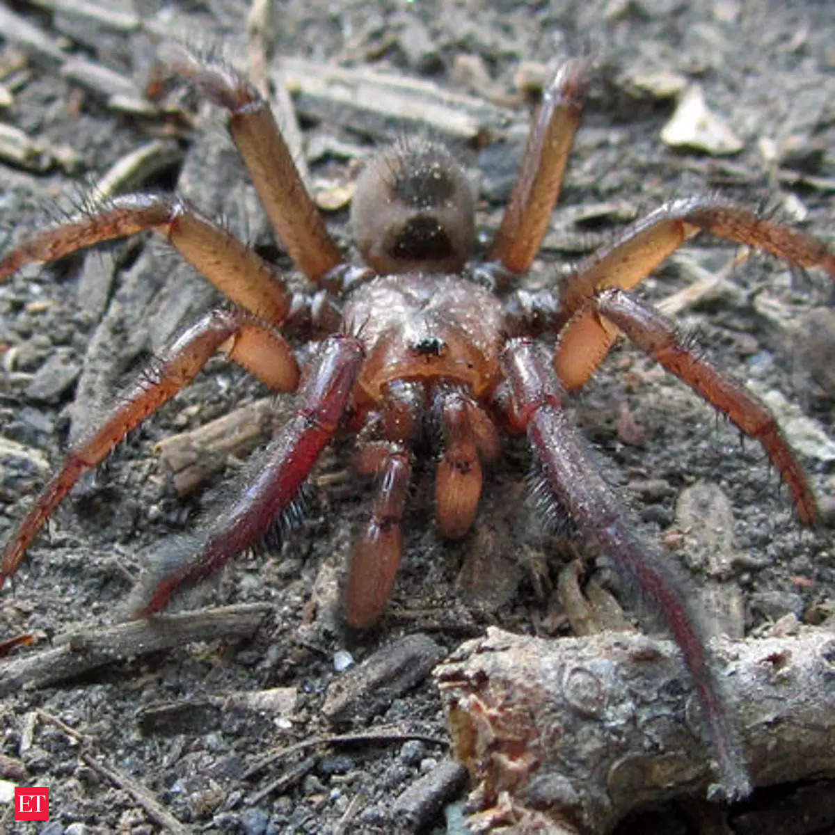 Trapdoor Spider: Giant species of Trapdoor spider spotted in ...