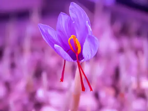 From honey bee to saffron