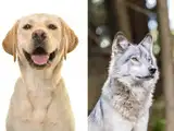 Domestication syndrome: How do our furry BFFs differ from their wild cousins?