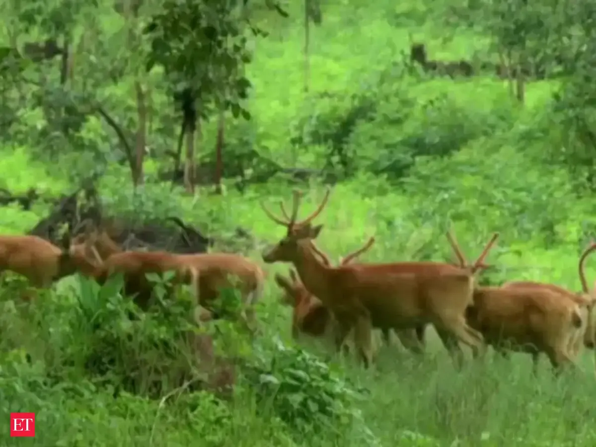 bandhavgarh tiger reserve: Watch: Bandhavgarh Tiger Reserve gets its ...