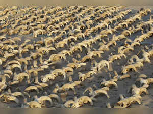 This handout picture released by the Egyptian Ministry of Antiquities on March 25, 2023, shows mummified ram heads uncovered in recent excavations at the temple of Ramses II in Abydos. A team of archaeologists from the US' New York University uncovered more than 2,000 mummified ram heads dating from the Ptolemaic era, as well as other animal mummies and artifacts in the Temple of Ramses II in Abydos in southern Egypt, a discovery that points to a persevering ram cult 1000 years after Ramses II's time, according to the country's antiquities authorities. - == RESTRICTED TO EDITORIAL USE - MANDATORY